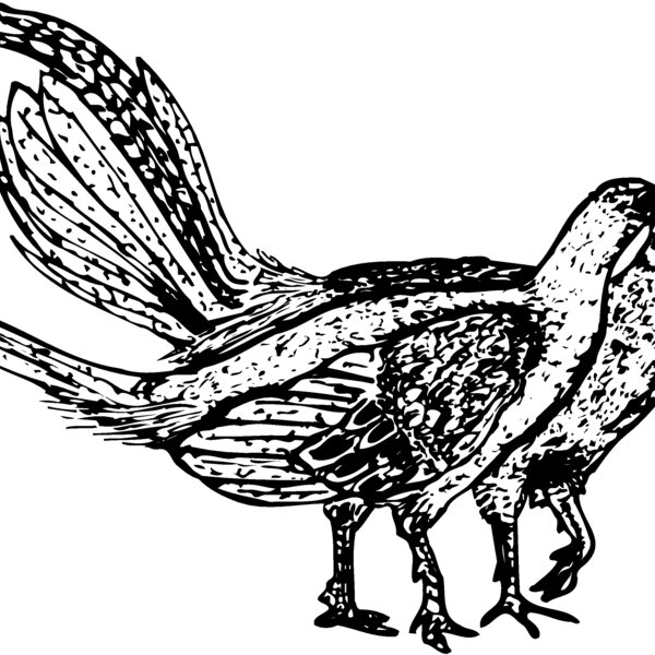 BIRD057 Thumbnail