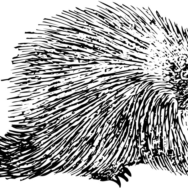 PORC002 Thumbnail