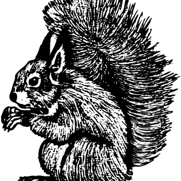 SQUER005 Thumbnail