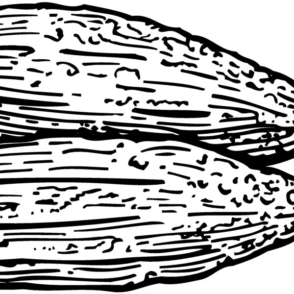 VEG005 Thumbnail